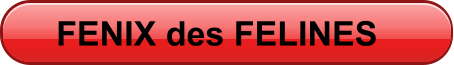 FENIX des FELINES