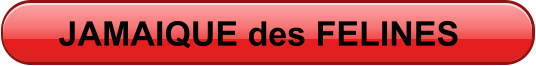 JAMAIQUE des FELINES