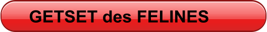 GETSET des FELINES