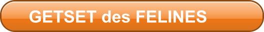 GETSET des FELINES