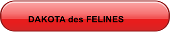 DAKOTA des FELINES