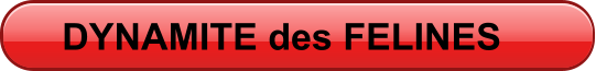 DYNAMITE des FELINES