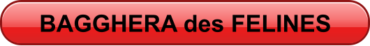 BAGGHERA des FELINES