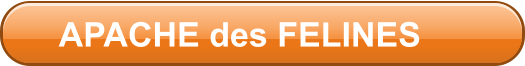 APACHE des FELINES