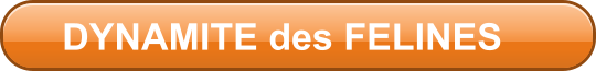 DYNAMITE des FELINES