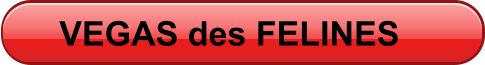 VEGAS des FELINES